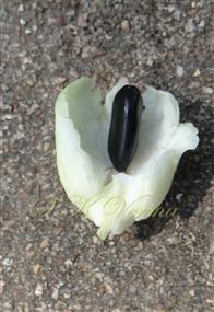  Seed in aril